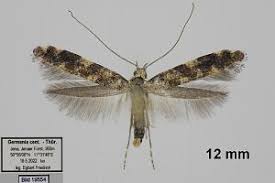 Attēlu rezultāti vaicājumam “Gracillaria syringella”