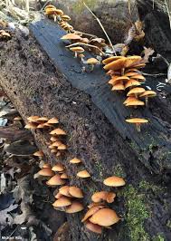 Attēlu rezultāti vaicājumam “Galerina marginata”