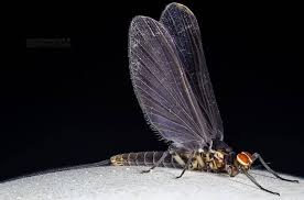 Attēlu rezultāti vaicājumam “Oecetis ochracea”