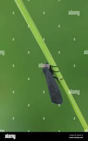 Attēlu rezultāti vaicājumam “Atolmis rubricollis”