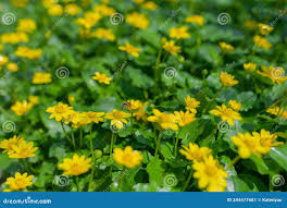 Attēlu rezultāti vaicājumam “Ranunculus auricomus”