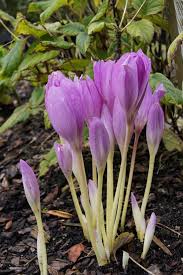 Attēlu rezultāti vaicājumam “Colchicum autumnale”
