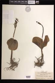 Attēlu rezultāti vaicājumam “Listera ovata flower”