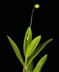 Attēlu rezultāti vaicājumam “Moehringia lateriflora leaf”