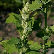 Attēlu rezultāti vaicājumam “Chenopodium acerifolium”