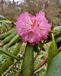 Attēlu rezultāti vaicājumam “Rhododendron sichotense flower”