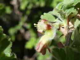 Attēlu rezultāti vaicājumam “Ribes uva-crispa leaf”