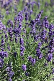 Attēlu rezultāti vaicājumam “Lavandula angustifolia”