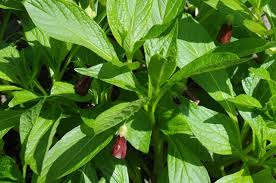 Attēlu rezultāti vaicājumam “Scopolia carniolica”