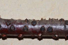 Attēlu rezultāti vaicājumam “Diatrype disciformis”