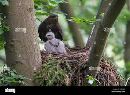 Attēlu rezultāti vaicājumam “Buteo buteo nest”