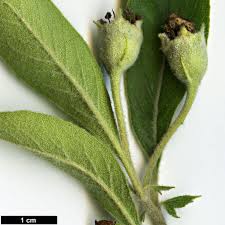 Attēlu rezultāti vaicājumam “Calamagrostis canescens fruit”