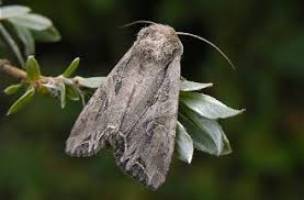 Attēlu rezultāti vaicājumam “Lacanobia suasa”