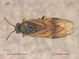 Attēlu rezultāti vaicājumam “Argidae”