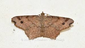 Attēlu rezultāti vaicājumam “Pseudopanthera macularia”