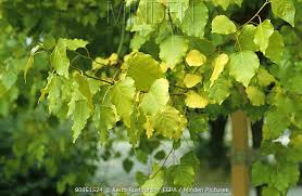 Attēlu rezultāti vaicājumam “Populus x canadensis leaf”