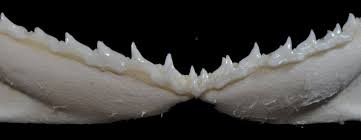 Image result for Rhizoprionodon terraenovae