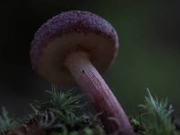 Attēlu rezultāti vaicājumam “Tricholomopsis rutilans”