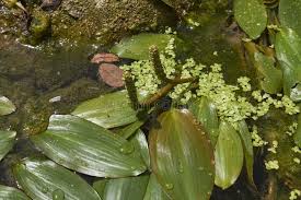 Attēlu rezultāti vaicājumam “Potamogeton natans leaf”