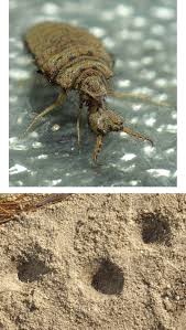 Attēlu rezultāti vaicājumam “Myrmeleontidae imago”