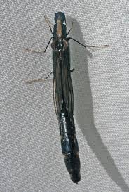 Attēlu rezultāti vaicājumam “Lymexylidae”