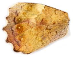 Attēlu rezultāti vaicājumam “Pararge aegeria upperside”