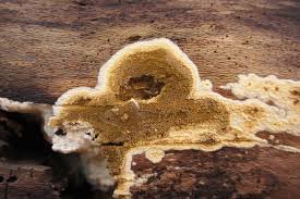 Attēlu rezultāti vaicājumam “Coniophora puteana”