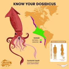 Image result for Dosidicus gigas