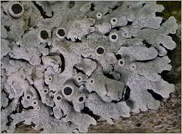 Attēlu rezultāti vaicājumam “Physcia aipolia”