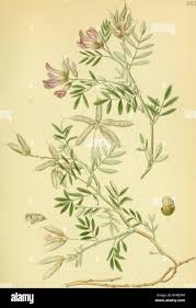 Attēlu rezultāti vaicājumam “Astragalus arenarius flower”