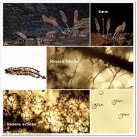 Attēlu rezultāti vaicājumam “Stemonitopsis aequalis var. microspora”