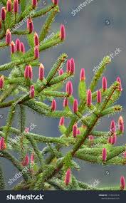 Attēlu rezultāti vaicājumam “Picea abies female flower”