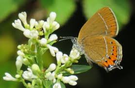 Attēlu rezultāti vaicājumam “Satyrium pruni”