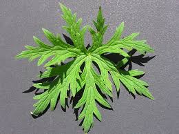 Image result for Geranium pratense