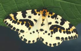 Attēlu rezultāti vaicājumam “Abraxas grossulariata imago”