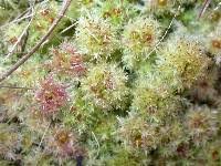 Attēlu rezultāti vaicājumam “Sphagnum molle”