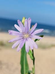 Attēlu rezultāti vaicājumam “Lactuca tatarica bud”