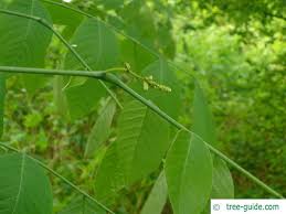 Attēlu rezultāti vaicājumam “Cladrastis kentukea leaf”