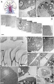 Attēlu rezultāti vaicājumam “Lamproderma columbinum stalked”