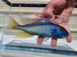 Image result for Raja polystigma