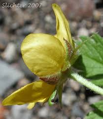 Attēlu rezultāti vaicājumam “Argentina anserina bud”