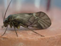 Attēlu rezultāti vaicājumam “Metylophorus nebulosus”