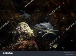 Image result for Triakis megalopterus