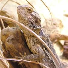 Image result for Central Weald Dragons