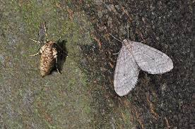 Attēlu rezultāti vaicājumam “Operophtera”