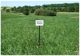 Attēlu rezultāti vaicājumam “Bromopsis inermis fruit”