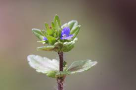 Attēlu rezultāti vaicājumam “Veronica arvensis”