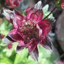 Attēlu rezultāti vaicājumam “Astrantia major fruit”