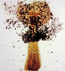 Attēlu rezultāti vaicājumam “Didymium bahiense stalked”