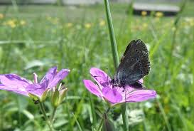 Attēlu rezultāti vaicājumam “Eumedonia eumedon”